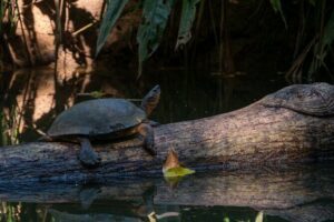 Clear Kayak Tour at Punta Uva - Punta Uva river safari: wildlife spotting that stays practical