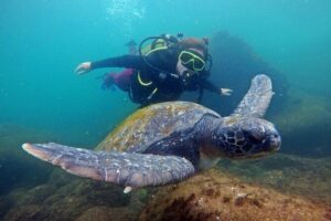 Diving with Turtles in Floripa - The 8:00 Start Works Because It Stays Organized