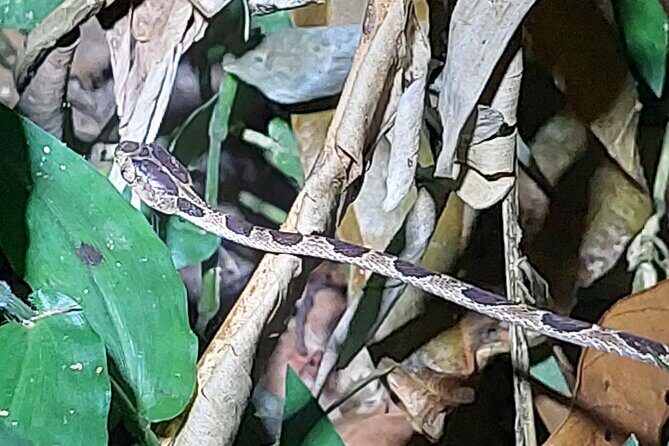 Explore the Dark Side of Nature: Manzanillo Refuge Night Walk - Small-group setup: max 10, private transport, flashlights included