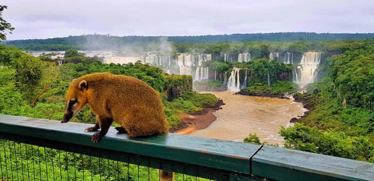 From Foz do Iguaçu: Brazilian Side of the Falls with Ticket - Pickup, the Chocolate Stop, and a Smooth Start