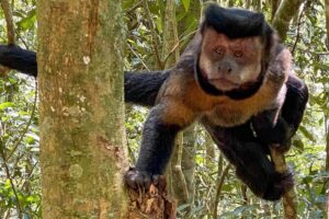 Hiking in the Tijuca Forest : Waterfalls and Caves - Mirante das Canoas start: get your bearings fast