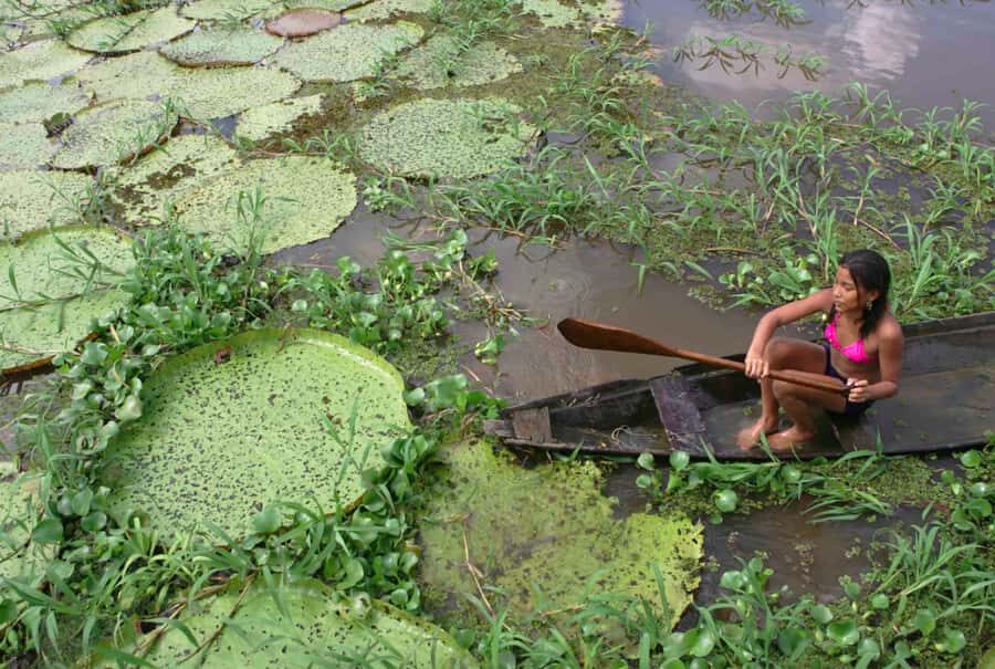 Manaus: Full-Day Tour on the Amazon River - Who This Tour Fits Best (and Who Should Rethink)