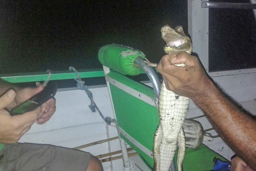 Manaus: Piranha Fishing and Alligator Watch Evening Tour - Who this tour is best for (and who should reconsider)