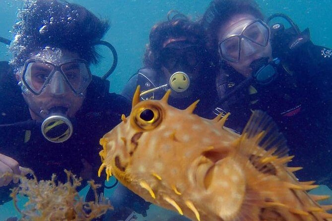 Private Program for Accredited Diver in Búzios - The underwater “menu”: wildlife and coral you can look for