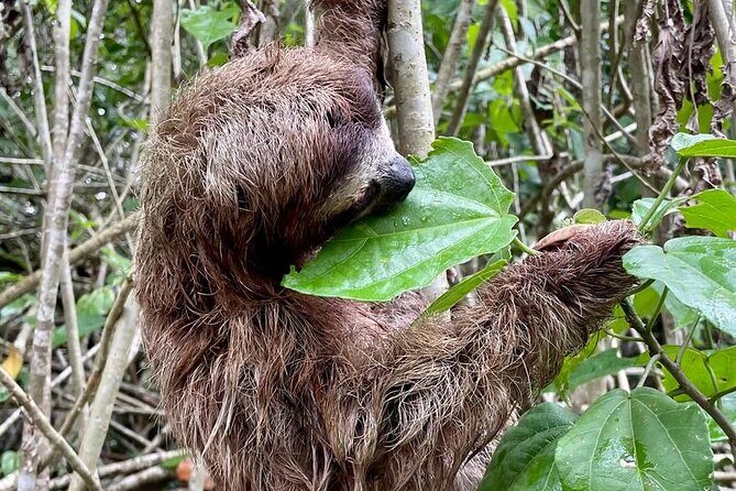 Puerto Viejo Sloth Jungle and River Kayaking Tour - Stop: Punta Uva jungle walk (where the spotting really starts)