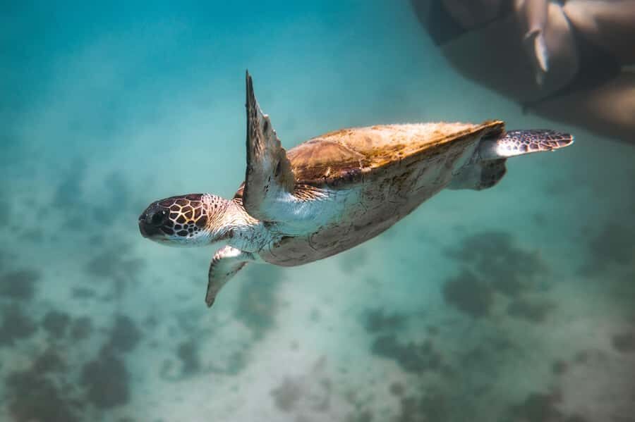 Rio: Best Dive Experience All Inclusive Scuba Diving Package - Who you’ll meet on the day: Benito, Luka, and Flavio