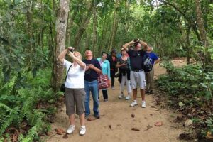 Sloths Lovers Tour. Puerto Limon Shore Excursion - Tortuguero Canal boat ride: where birds, caimans, and sloths share the trees